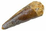 Juvenile Fossil Spinosaurus Tooth - Real Dinosaur Tooth #345869-1